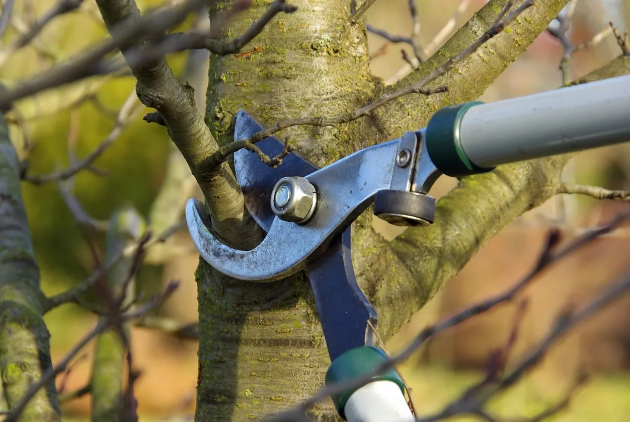 tree pruning tool to trim tree branches