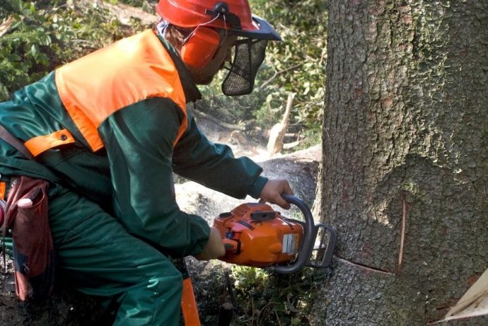 a tree surgeon using chainsaw for tree removal